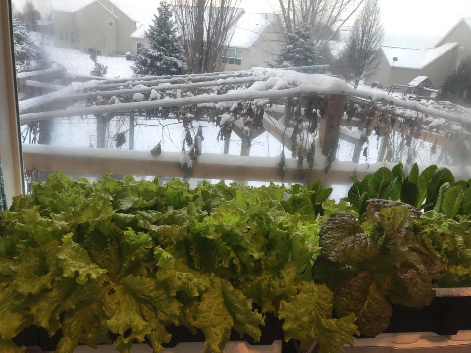 Mê mẩn vườn 20m2 ngập rau, trái của người đàn ông gốc Việt ở Mỹ - 7