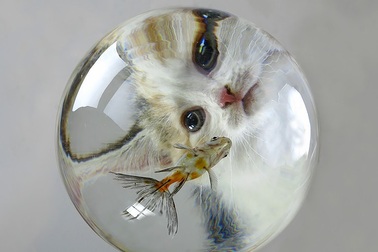 Giải Ig Nobel 2017: Mèo là chất lỏng?