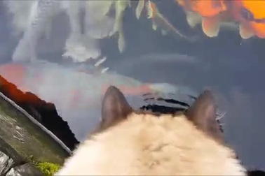 Kỳ lạ cá và mèo hôn nhau thắm thiết