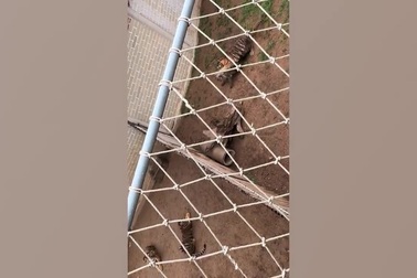 Linh cẩu nhận bài học vì chọc tức hổ