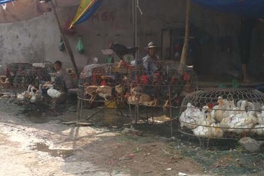 Gà đẻ hết trứng nuôi công nghiệp - Vừa nghèo dinh dưỡng, lại hại sức khỏe