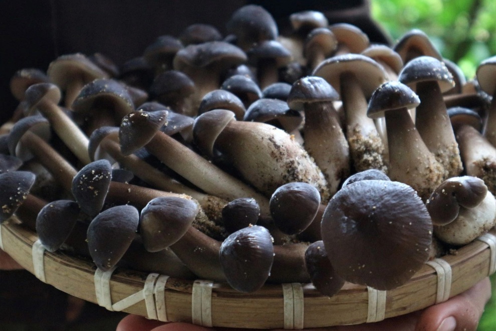 Trồng loại nấm mới và khó tính, nông dân có thu nhập ổn định - 7