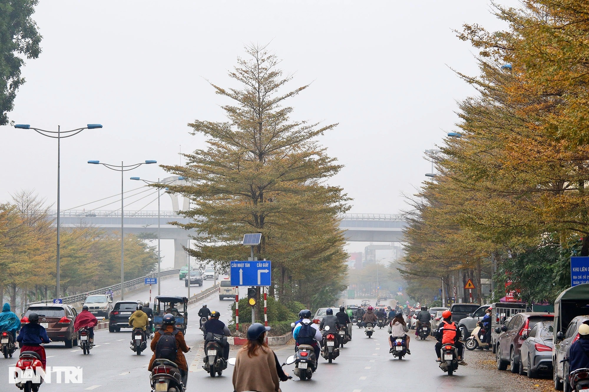 Đẹp ngỡ ngàng những hàng cây bàng lá nhỏ nhuộm vàng đường phố Hà Nội - 1 Đẹp ngỡ ngàng những hàng cây bàng lá nhỏ nhuộm vàng đường phố Hà Nội - 1