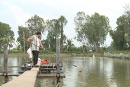 Nông dân nuôi cá tra trong chuỗi liên kết lo mất nhà… vì ngân hàng siết nợ