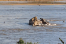 Hành động bất ngờ của sư tử đực khi thấy hà mã áp sát