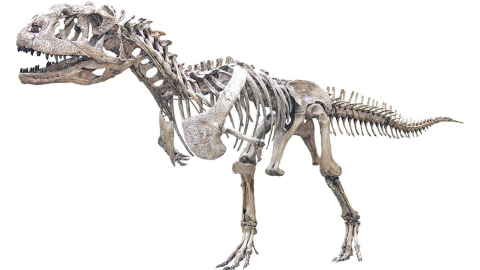 Loài khủng long 70 triệu tuổi kì lạ thay răng nhanh như cá mập - 1 Loài khủng long 70 triệu tuổi kì lạ thay răng nhanh như cá mập - 1