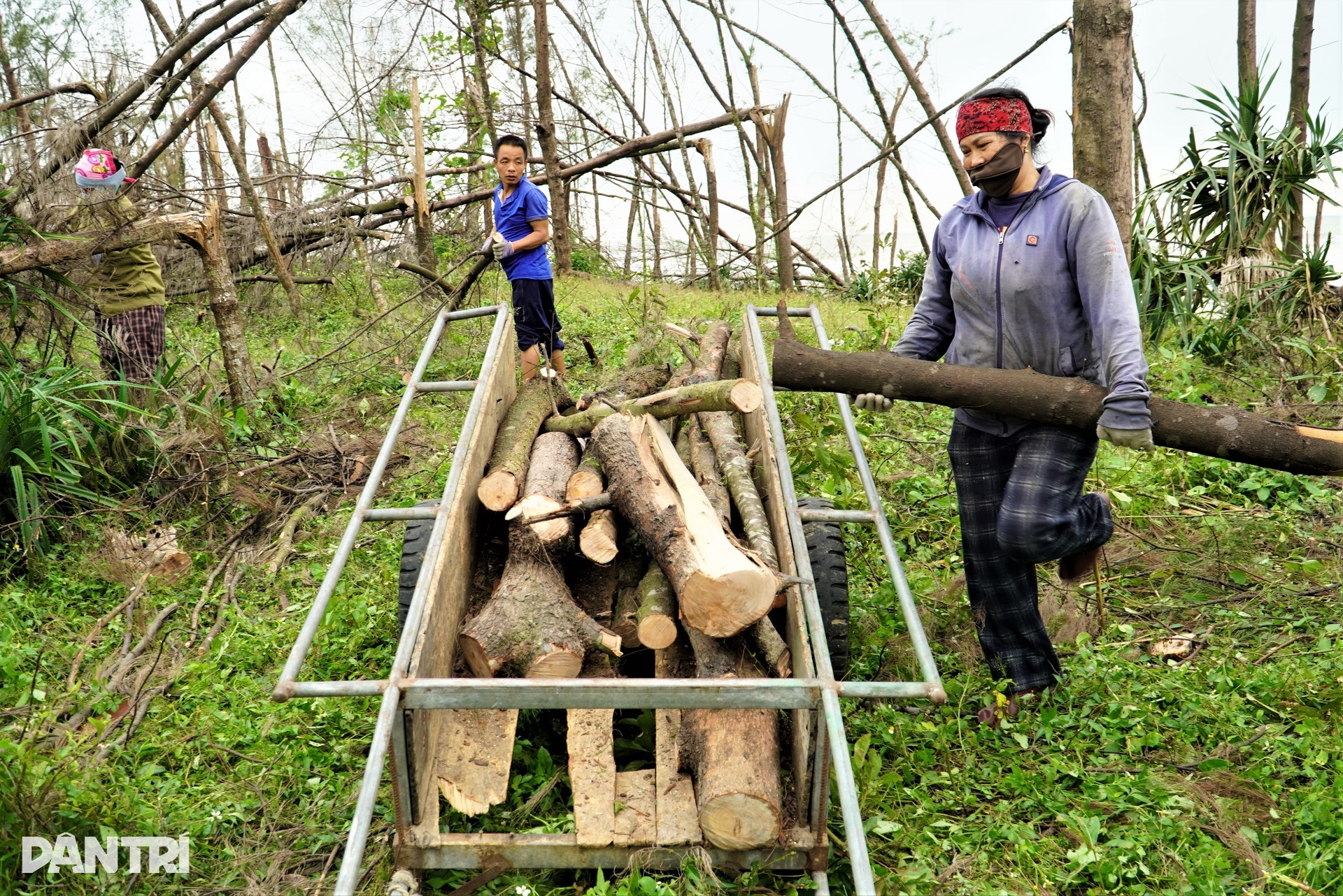 Lá chắn xanh xơ xác sau hai cơn bão dữ - 9 Lá chắn xanh xơ xác sau hai cơn bão dữ - 9