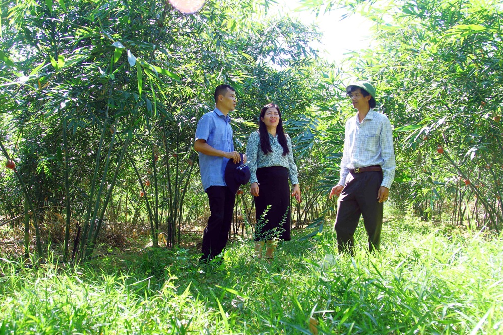 Táo bạo chặt bỏ cây “vàng trắng” để trồng tre, nữ nông dân thành tỷ phú