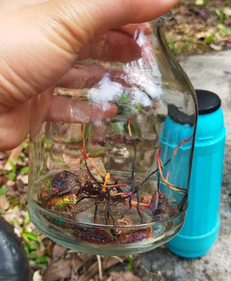 Phát hiện đông trùng hạ thảo bọ xít tại Vườn Quốc gia Hoàng Liên - 3