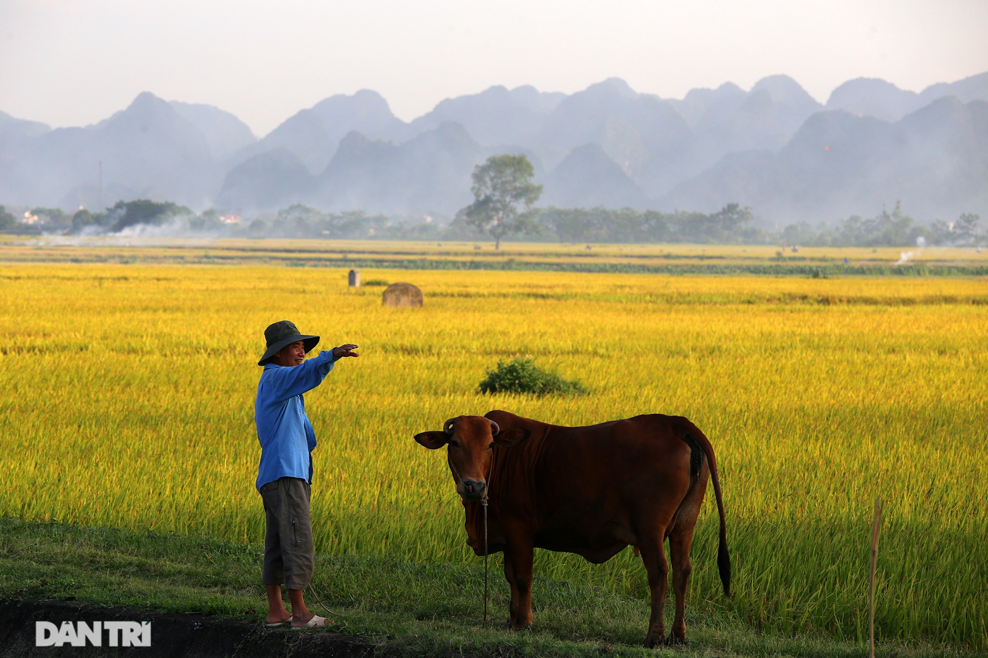 Cảnh quê vùng ngoại ô Hà Nội đẹp nao lòng mùa lúa chín