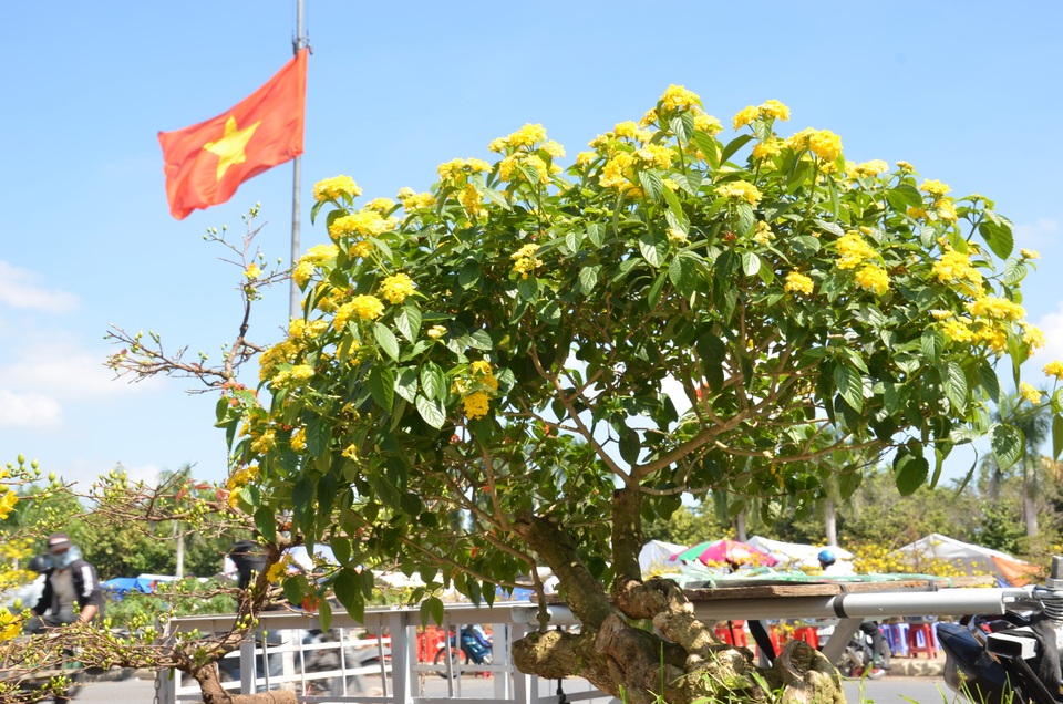 Hoa của núi rừng xuống phố khoe sắc đón Xuân - 3 Hoa của núi rừng xuống phố khoe sắc đón Xuân - 3