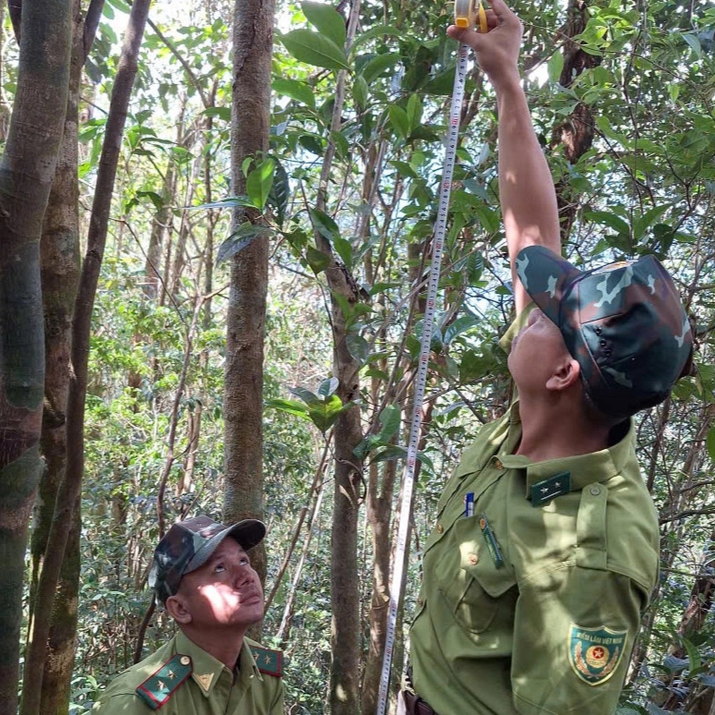 Phát hiện loại chè rừng có nhiều tác dụng cho sức khỏe trên dãy Trường Sơn - 1 Phát hiện loại chè rừng có nhiều tác dụng cho sức khỏe trên dãy Trường Sơn - 1