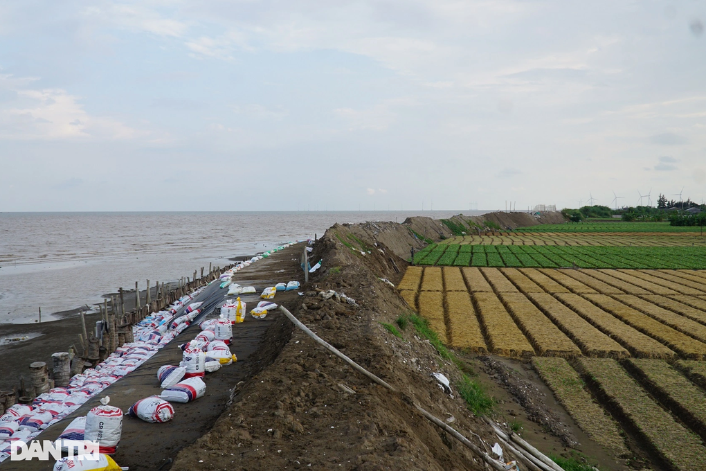 Ruộng sát biển, nông dân trắng đêm chong đèn phòng nước cuốn hoa màu - 1 Ruộng sát biển, nông dân trắng đêm chong đèn phòng nước cuốn hoa màu - 1