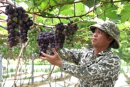 Chàng trai xứ Nghệ làm điều không tưởng trên vùng đất cằn cỗi