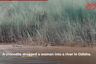 Ấn Độ: Người phụ nữ tắm ở ven sông bị cá sấu lao tới nuốt chửng