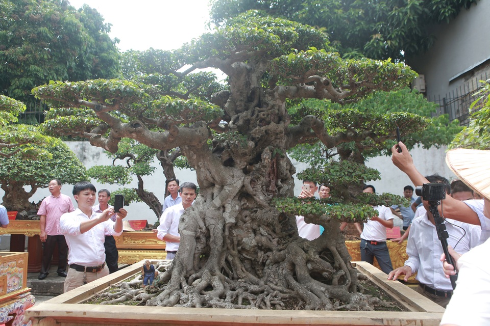 Đã mắt với vườn sanh cổ triệu đô của “đại gia nông dân” Hà Nội - 3 Đã mắt với vườn sanh cổ triệu đô của “đại gia nông dân” Hà Nội - 3