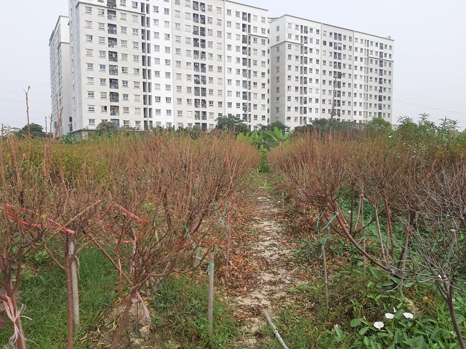 Người dân cay đắng nhìn hàng nghìn gốc đào “ngủ gật” khi Tết sắp về - 8 Người dân cay đắng nhìn hàng nghìn gốc đào “ngủ gật” khi Tết sắp về - 8