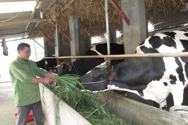 “Kỹ sư” bò sữa thu nhập gần nửa tỷ đồng mỗi năm