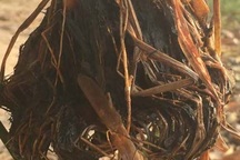 Vụ cây lúa biến dạng cạnh KCN: Các chỉ số giúp giải mã nguyên nhân bí ẩn!