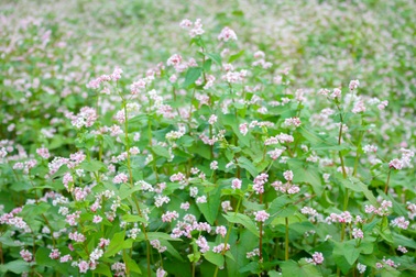 Cận cảnh vườn hoa tam giác mạch trên Cao Nguyên