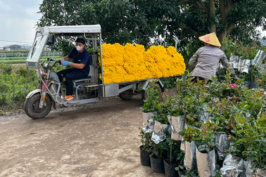 Vùng trồng hoa Mê Linh hối hả vào vụ Tết