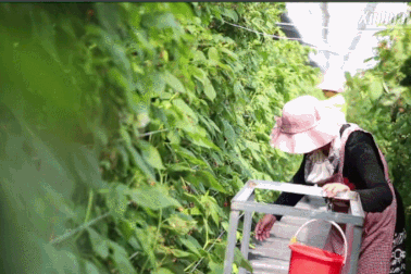 Nông dân thảnh thơi nhờ thiết bị thông minh tự "biết" chăm sóc cây