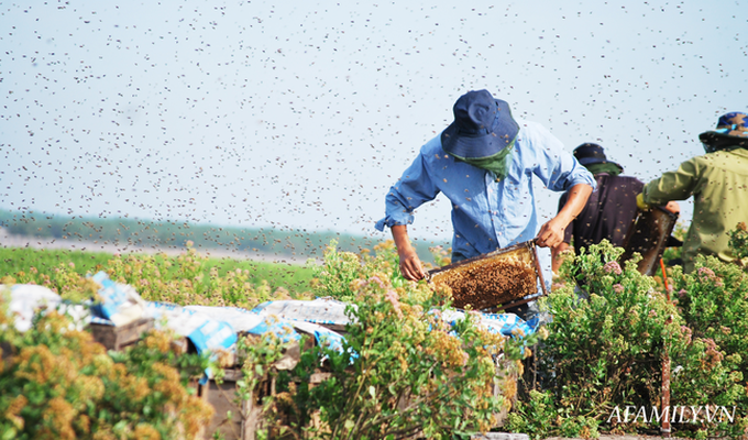 Ho sú vẹt nở bạt ngàn ở biển Bình Minh, Kim Sơn, Ninh Bình