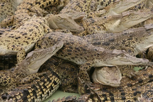 Trực thăng bay thấp khơi dậy cơn khát dục ở loài cá sấu