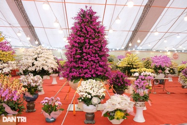 Muôn sắc lan hồ điệp xuống phố phục vụ Tết Nguyên đán 2023