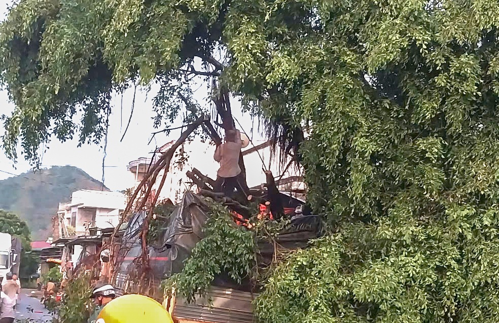 ដើមចេកបុរាណត្រូវរុះរើរថយន្តក្រឡាប់ធ្លាក់ភ្លៀងខ្លាំងនៅខេត្តឡាំដុង - ១ Cây si cổ thụ bật gốc, đè lên ô tô trong cơn mưa lớn ở Lâm Đồng - 1