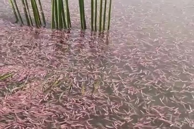 Đặc sản tới mùa mới được ăn ở Hải Phòng, nhìn thì ghê ăn lại mê