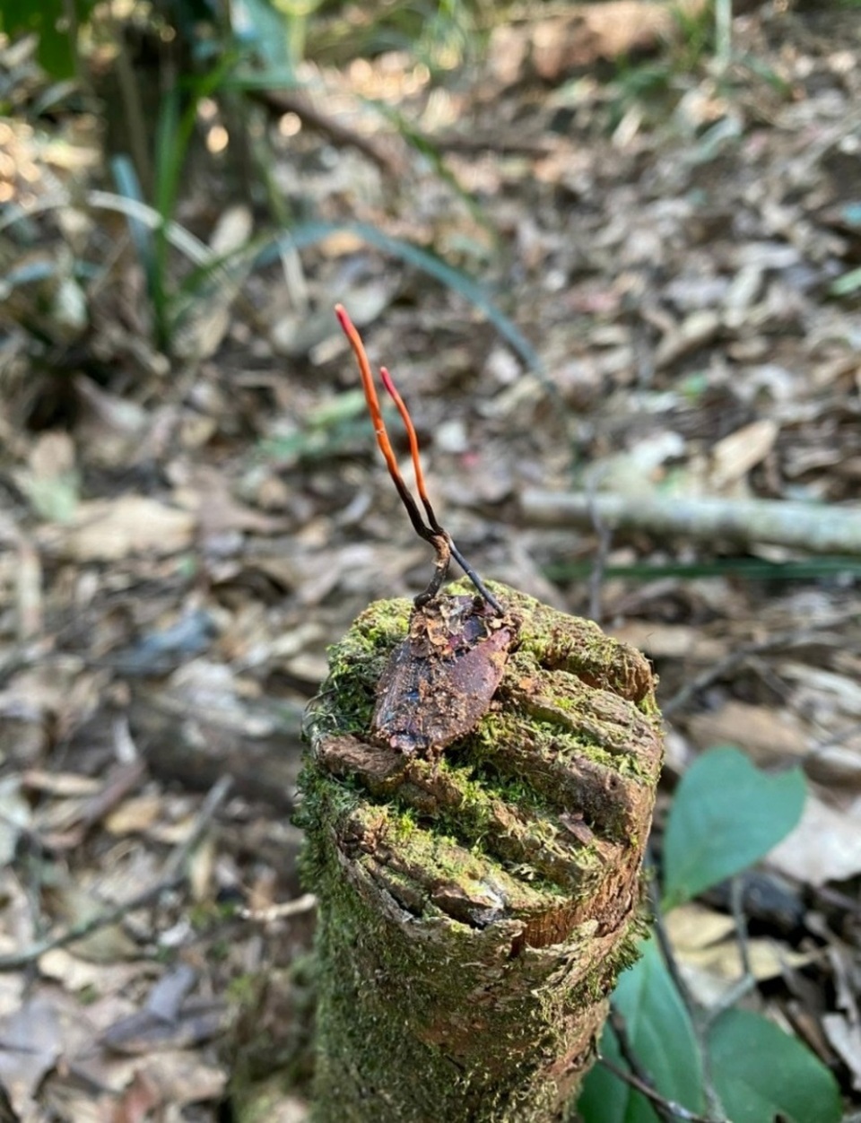 Phát hiện đông trùng hạ thảo bọ xít tại Vườn Quốc gia Hoàng Liên - 5