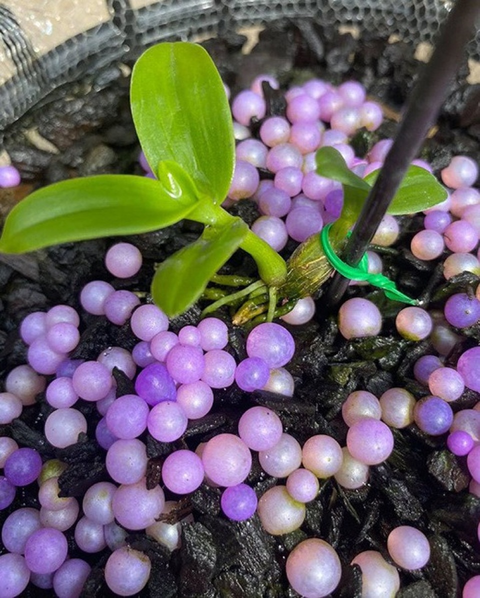 Chuyên gia sinh vật cảnh vén màn những giao dịch lan tiền tỷ: Sự thật bất ngờ - 2