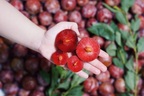 Loại quả chua ngọt đang vào mùa giúp thanh nhiệt, kích thích tiêu hóa