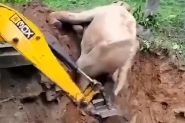 Phản ứng của voi sau khi được cứu thoát khỏi hố sâu