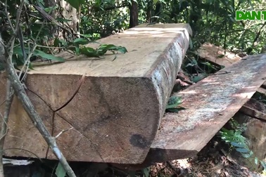 Cận cảnh vụ phá rừng rầm rộ tại Gia Lai mà báo Dân trí phản ánh