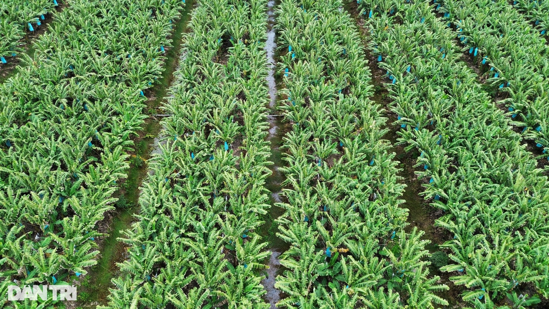 Từ cậu bé làm thuê đến cuộc trường chinh đổi vận thành vua đất miền Tây - 5 Từ cậu bé làm thuê đến cuộc trường chinh đổi vận thành vua đất miền Tây - 5