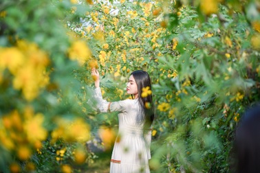 Thích thú check-in với hoa dã quỳ đẹp ngất ngây ngay giữa lòng Hà Nội