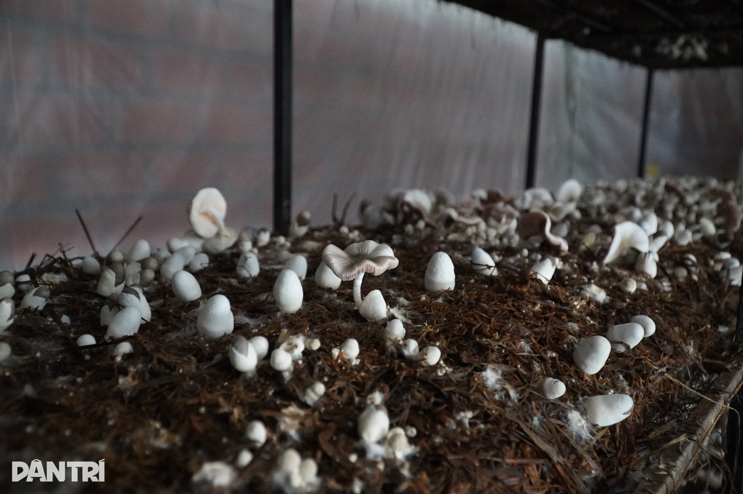 Jong stel in het Westen verdient elke dag miljoenen met gigantische paddenstoelenkwekerij - 3 Vợ chồng trẻ miền Tây thu tiền triệu mỗi ngày với trại nấm khổng lồ - 3