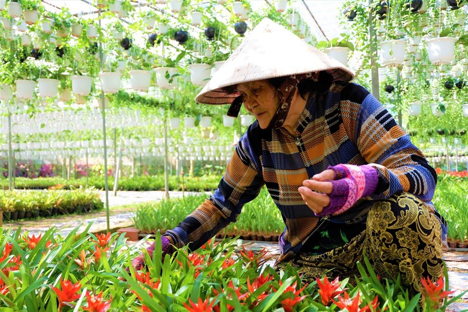 Chuyện về nữ nông dân tỷ phú làm giàu từ cây cảnh treo - 6 Chuyện về nữ nông dân tỷ phú làm giàu từ cây cảnh treo - 6