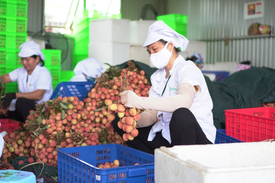 Cận cảnh quy trình ướp lạnh, khử nấm vải thiều tại miệt vườn xứ Đông - 5 Cận cảnh quy trình ướp lạnh, khử nấm vải thiều tại miệt vườn xứ Đông - 5