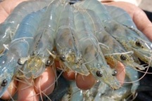 Nhận biết tôm bơm tạp chất như thế nào?