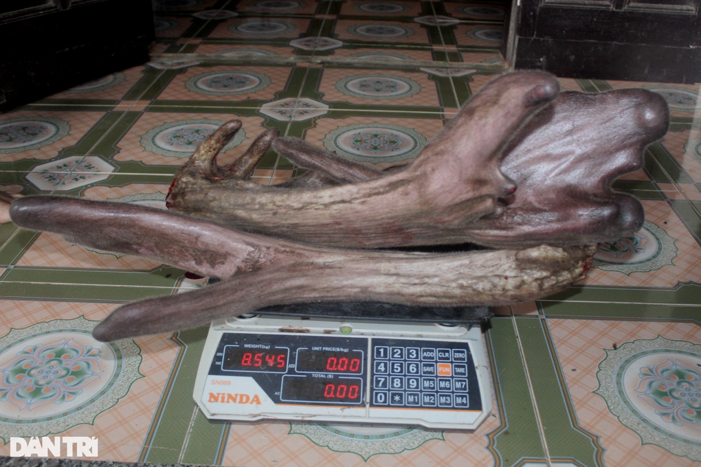 Vật nuôi chỉ ăn rau cỏ mà mỗi năm một con có thể cho cả trăm triệu đồng - 4 Vật nuôi chỉ ăn rau cỏ mà mỗi năm một con có thể cho cả trăm triệu đồng - 4