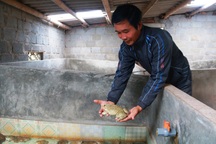 Lão nông thu tiền tỷ mỗi năm từ nuôi ếch bằng thảo dược