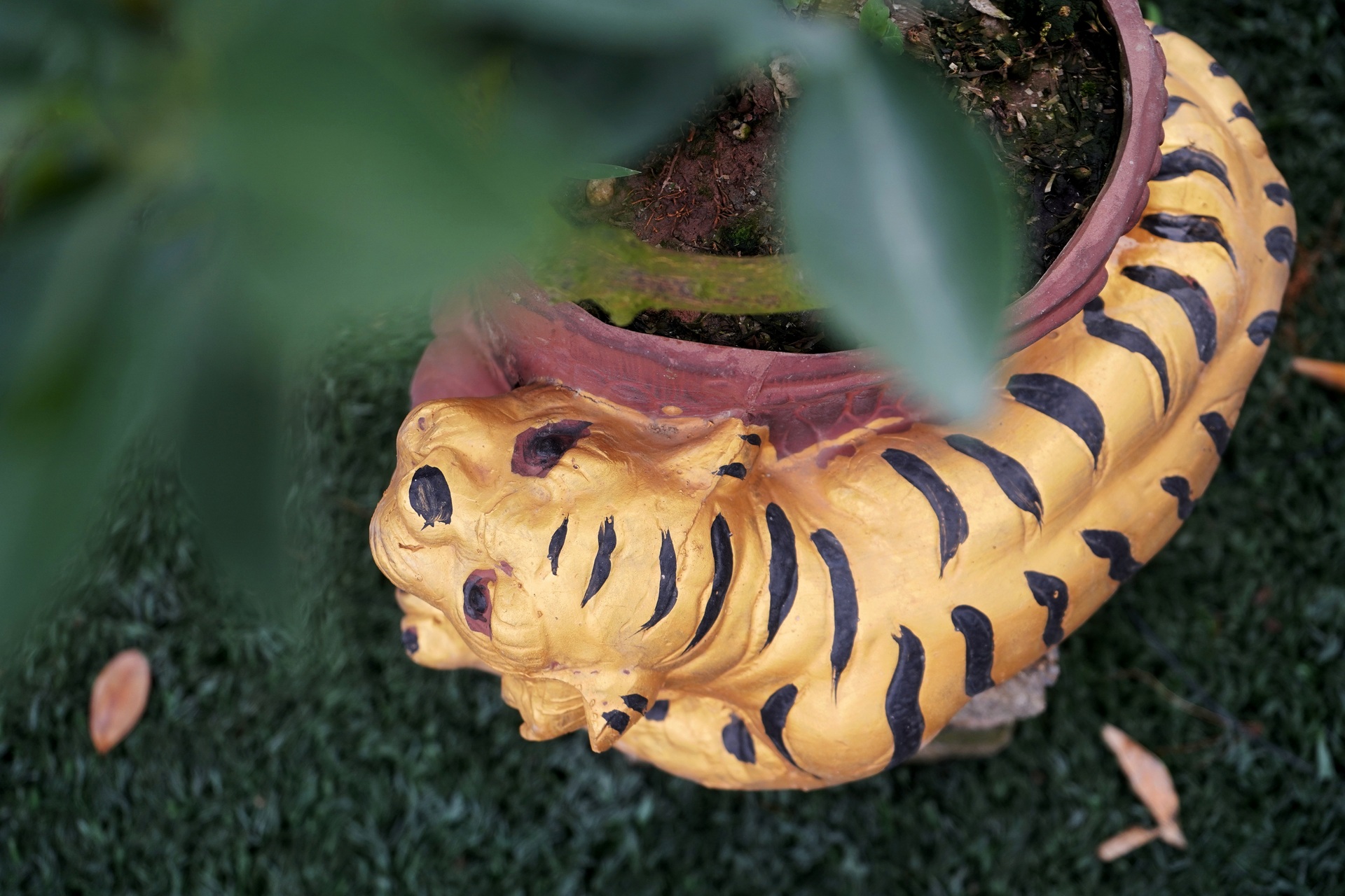 Quất bonsai trăm triệu khoe dáng bày bán tại thủ phủ trồng quất Tứ Liên - 4 Quất bonsai trăm triệu khoe dáng bày bán tại thủ phủ trồng quất Tứ Liên - 4