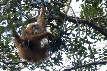 Còn nhiều loài động vật có vú chưa được phát hiện
