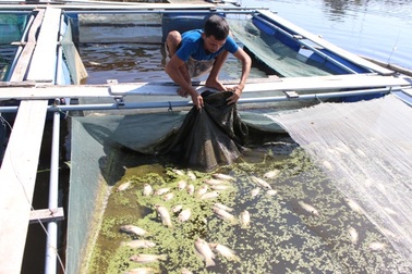 Bàng hoàng cá chết trắng chỉ sau một đêm