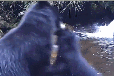 Thú vị cảnh gấu mẹ bắt gấu con ngang bướng vượt suối