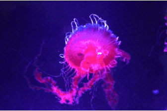 Hơn 100 chú sứa phát sáng tạo nên "dải ngân hà" giữa lòng TPHCM