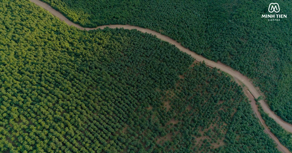 Người đàn ông bỏ phố về quê, dành trọn tình yêu cho hạt cà phê Sơn La - 2 Người đàn ông bỏ phố về quê, dành trọn tình yêu cho hạt cà phê Sơn La - 2